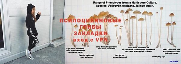 прущие грибы Горно-Алтайск